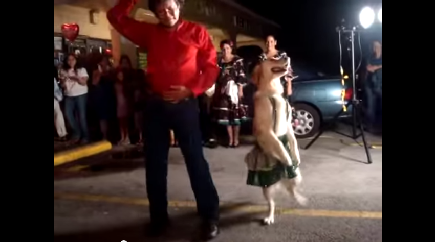 Salsa Dancing Dog.mp4   YouTube2